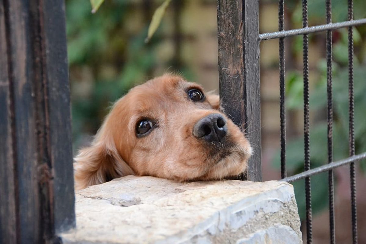 Sexually Assault,Dog,Bestiality,Mumbai