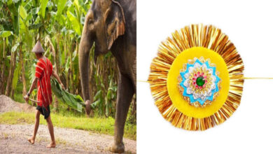 Siliguri,maynaguri,gorumara national park,rakhi,elephant