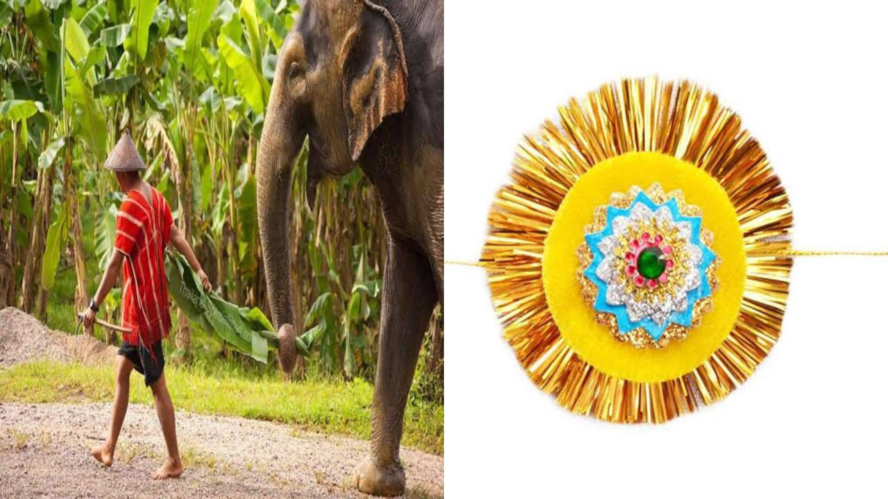 Siliguri,maynaguri,gorumara national park,rakhi,elephant