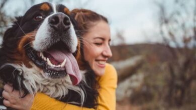 Friend,pet,dog,8 reasons Dogs are best friends of human.