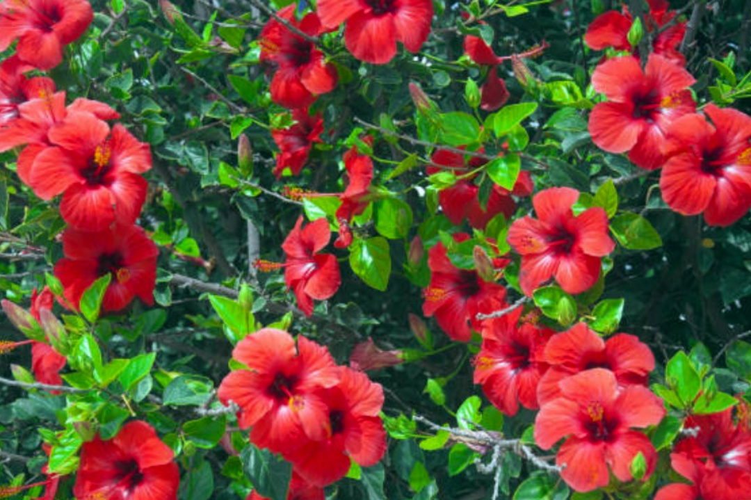 Vastu,Vastu Shastra,Hibiscus flower,Spiritual,Spirituality,Life tips,Lifestyle