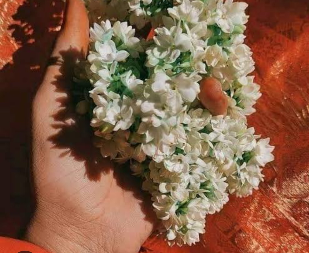 Flower,Jasmine,Benifits of jasmine,life impact,Lifestyle