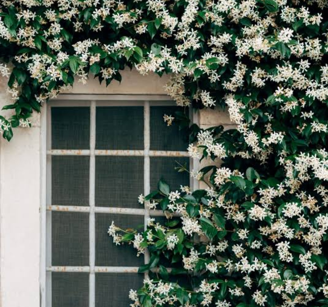 Flower,Jasmine,Benifits of jasmine,life impact,Lifestyle