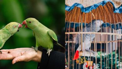 Pet Birds,Home,West Bengal,Banned,Jyotipriyo Mullick