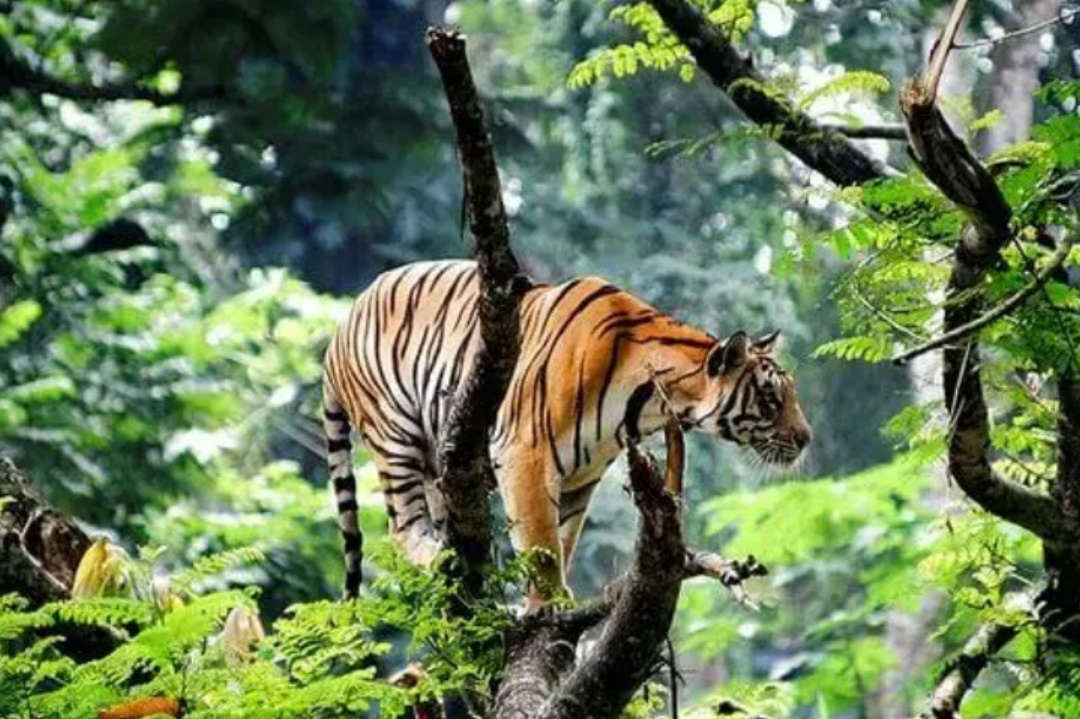 West Bengal,Travel,WB Tourism,North Bengal