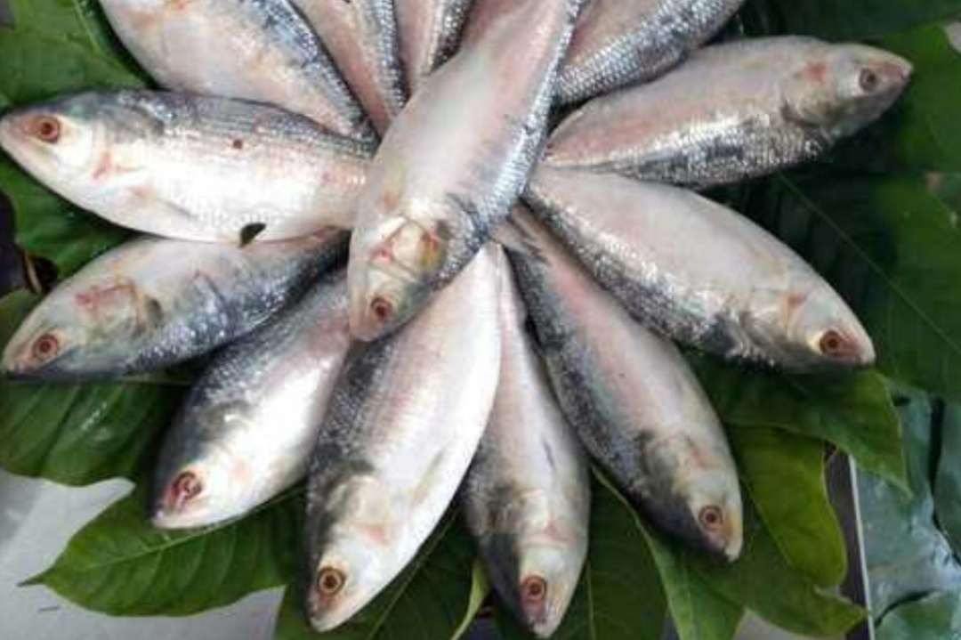 Bengali,Bangladesh,Bengali food,Monsoon,Hilsa fish