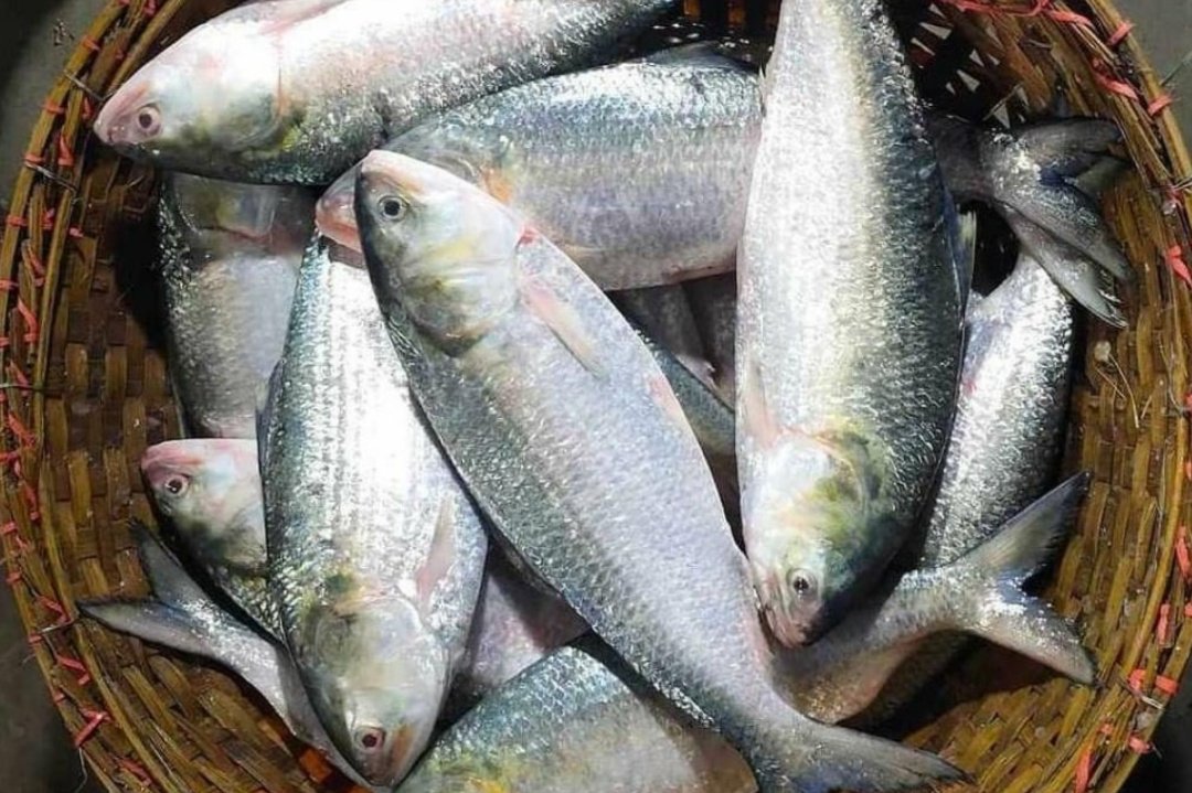 Bengali,Bangladesh,Bengali food,Monsoon,Hilsa fish