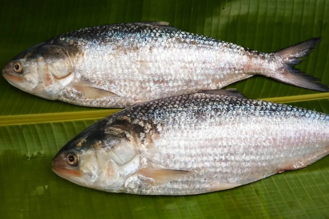 Bengali,Bangladesh,Bengali food,Monsoon,Hilsa fish