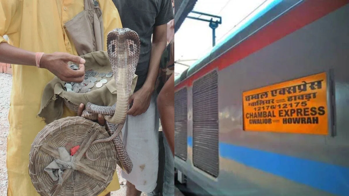 Train,Snake,Chambal Express