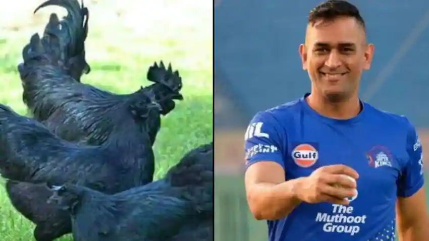 Bihar,MBA Murgawala,Kumar Goutam,Kadaknath Chicken,Farming
