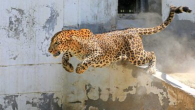 Alipurduar,Leopard,Attack,Child Death