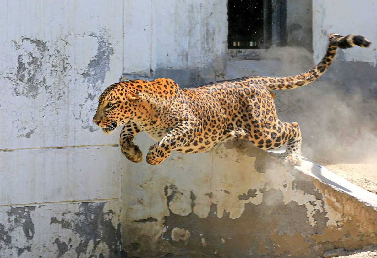 Alipurduar,Leopard,Attack,Child Death