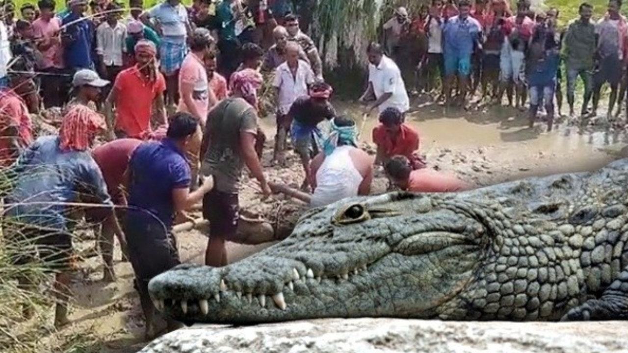 Crocodile,Burdwan,Forest Department,Rescue