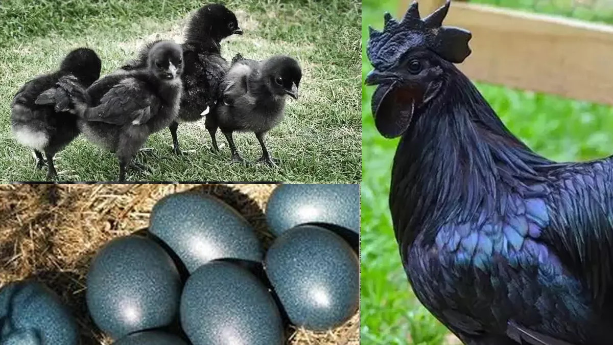 Bihar,MBA Murgawala,Kumar Goutam,Kadaknath Chicken,Farming