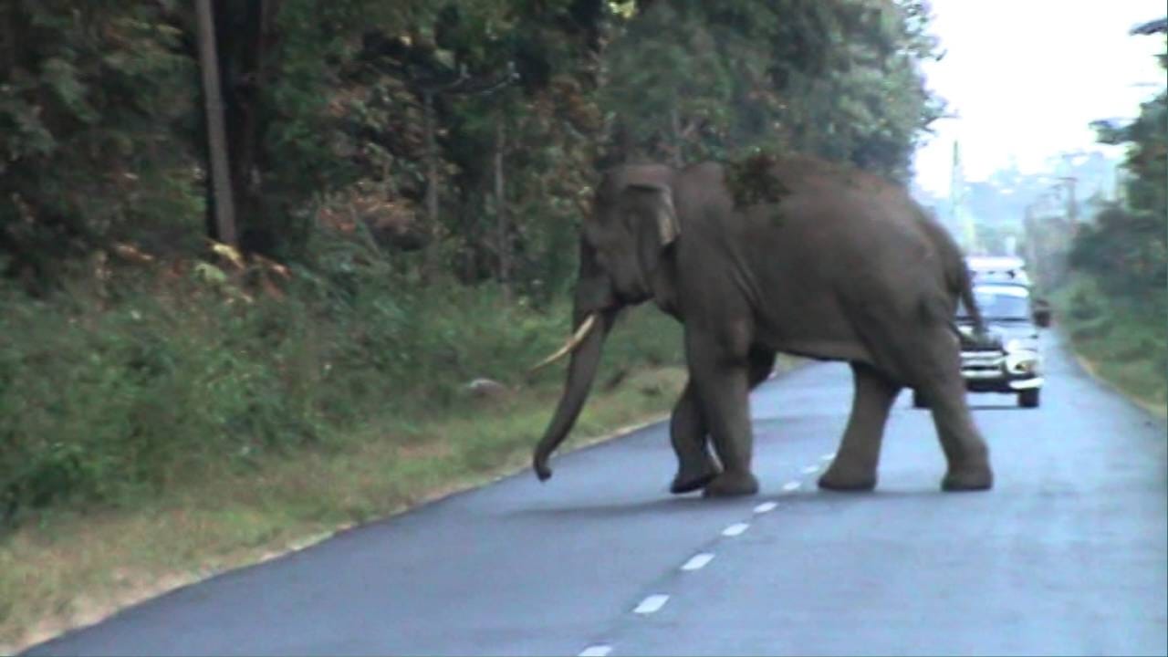 Elephant block NH,NH31,Garumara forest,Forest of Duars.