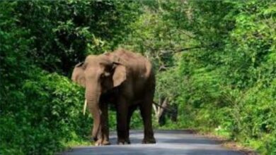 Elephant block NH,NH31,Garumara forest,Forest of Duars.