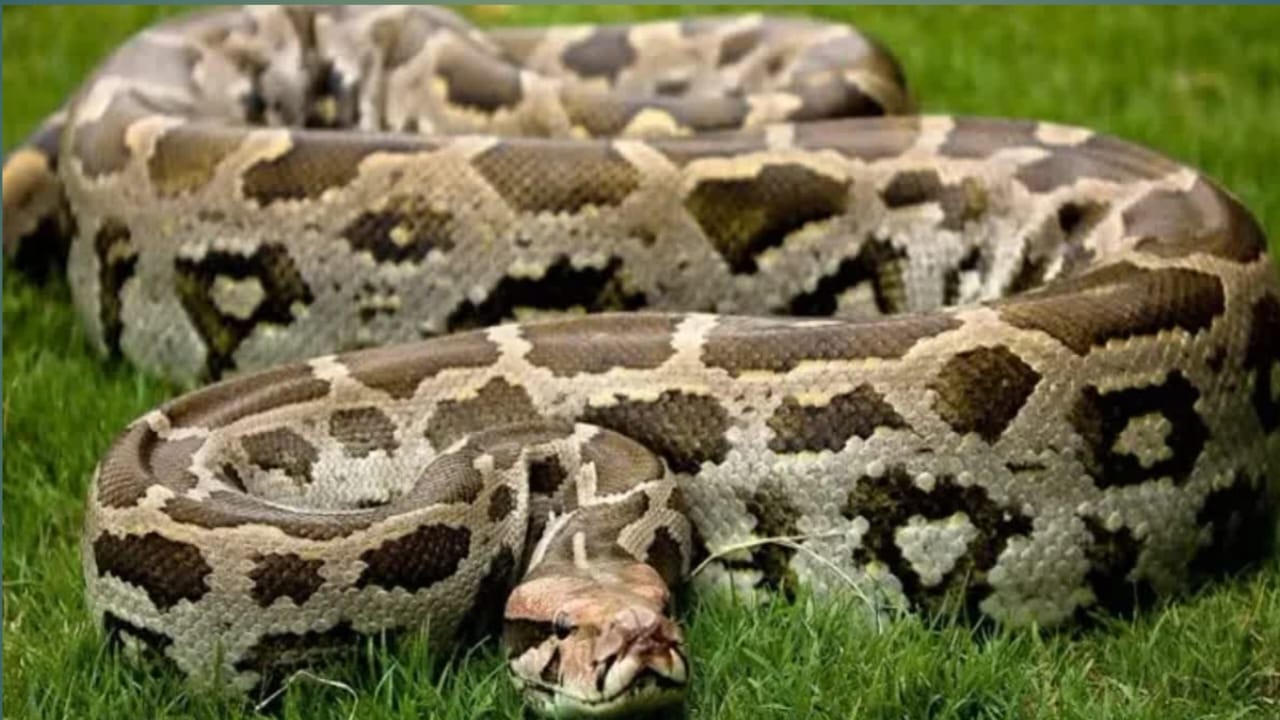 Python rescue,Sundarban,tiger