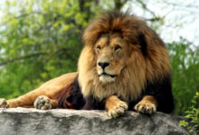 Durga Puja,Bengali Festival,Travel,Wb Tourism,Siliguri,Lion Safari