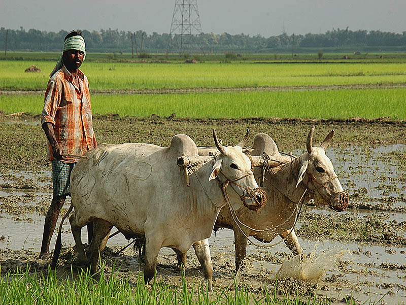 PM Kishan Samman Nidhi Yojana,Farmer