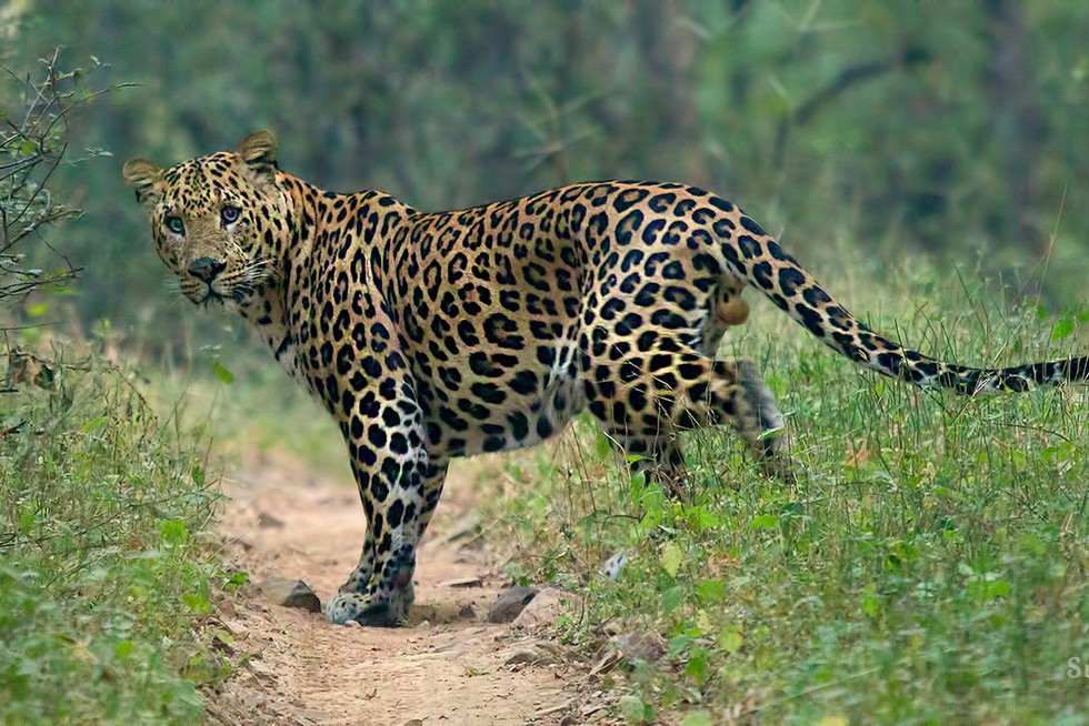 Alipurduar,Leopard,Attack,Child Death