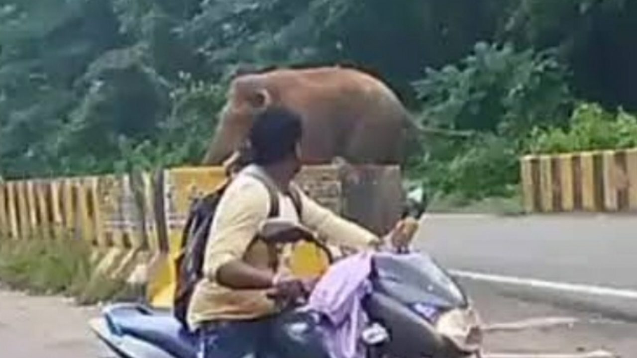 Jungle,Elephant,Truck,Food,Ramlala