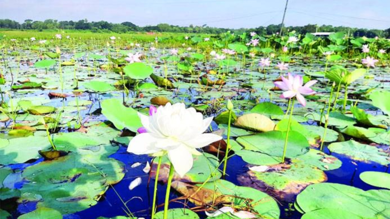 Lotus,lotus farmer,Durga Puja 2023,Birbhum