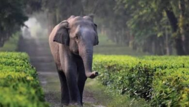 Alipurduar,Elephant,Festival,North Bengal