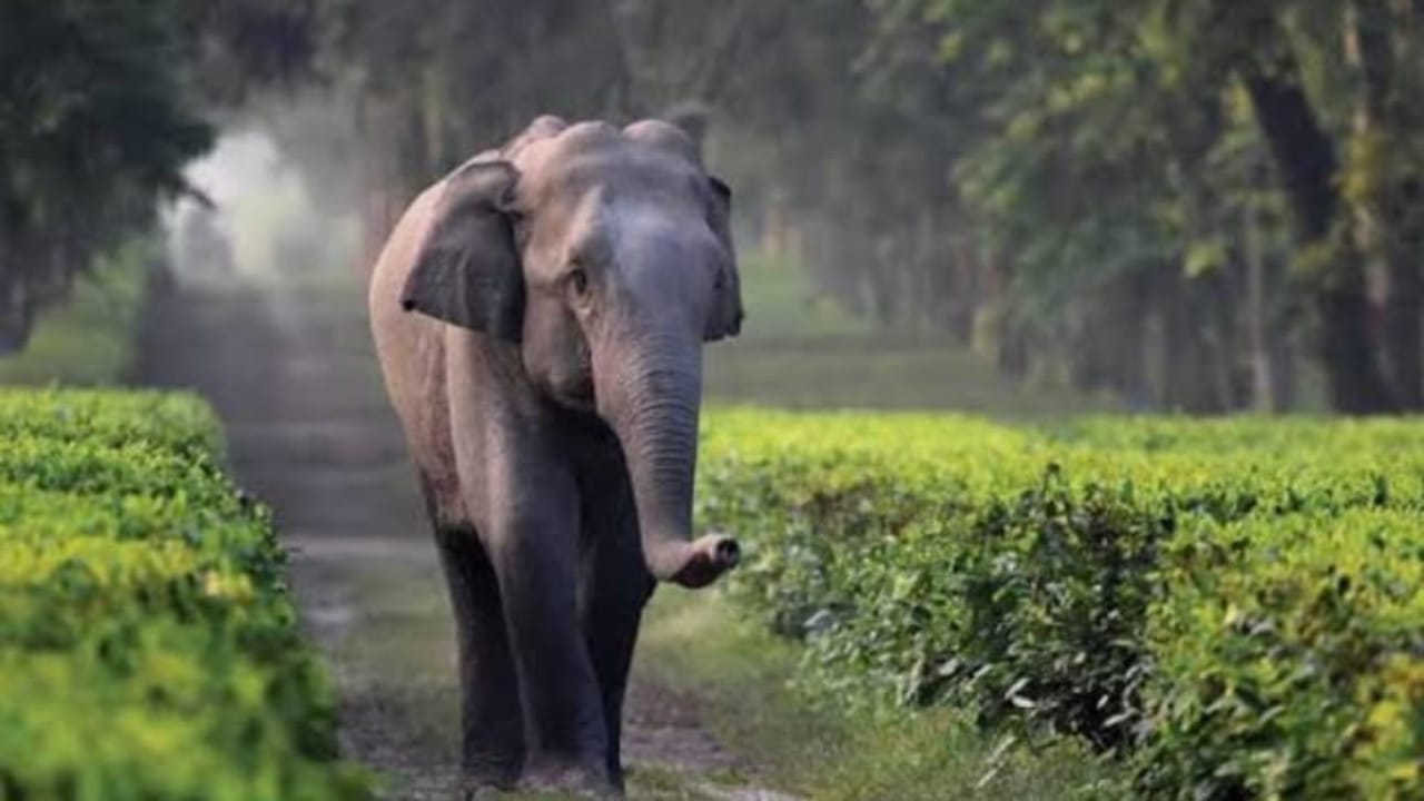 Alipurduar,Elephant,Festival,North Bengal