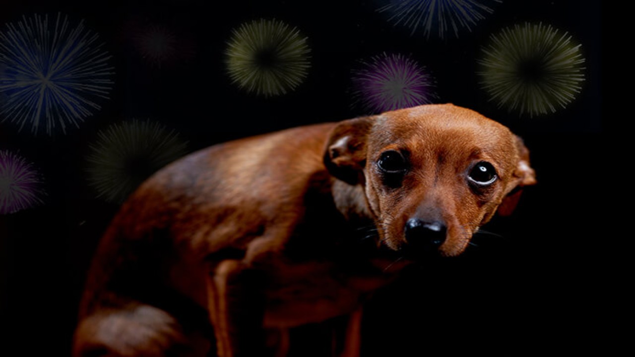 Dog,cat,Diwali,crackers