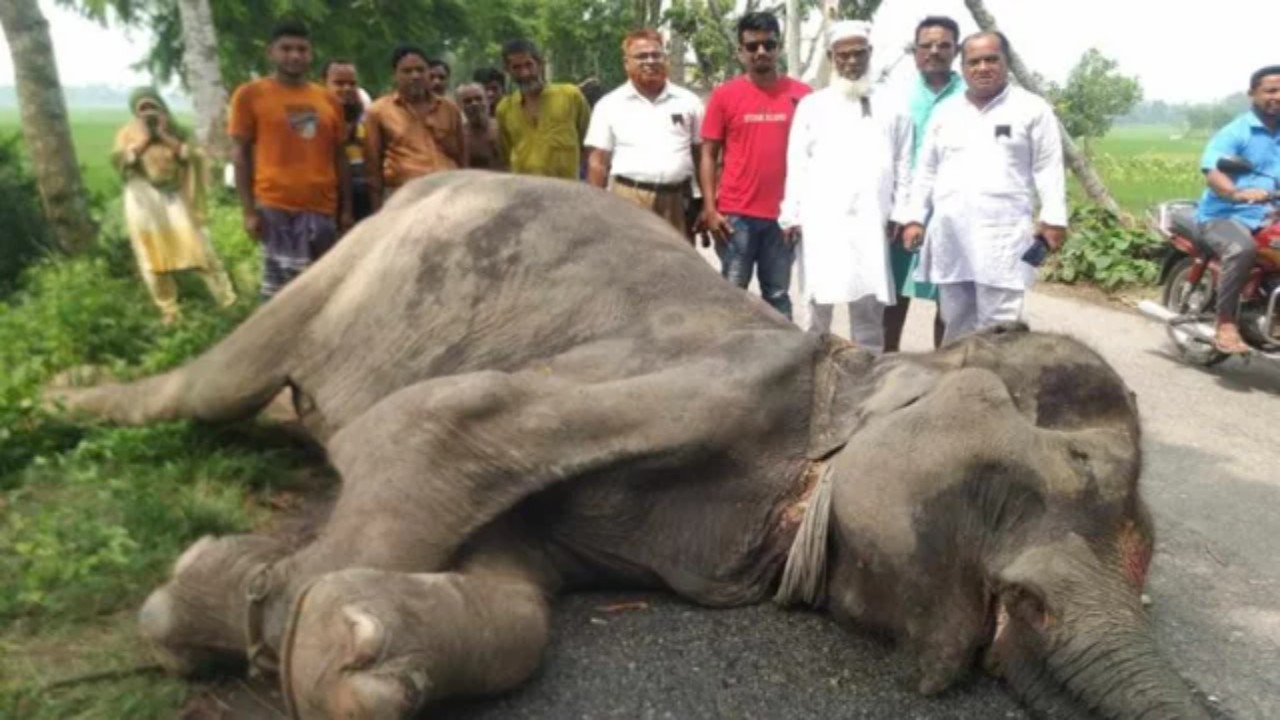 North Bengal,save wild life,Elephant