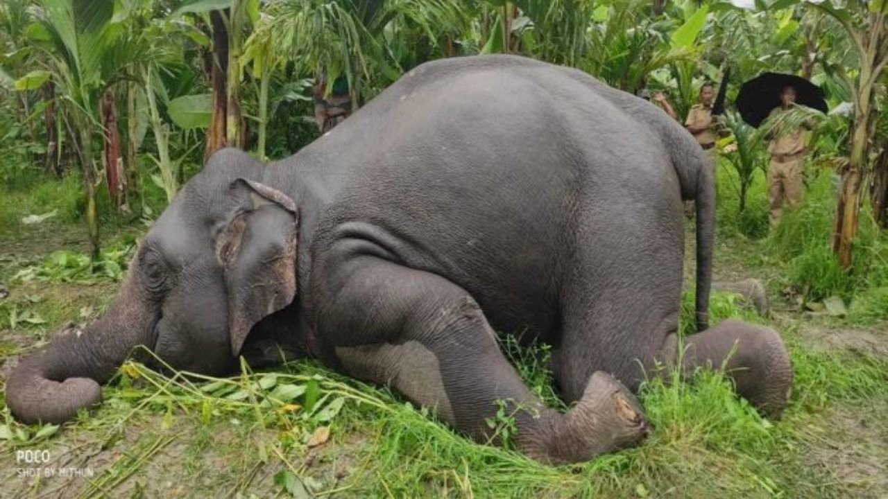North Bengal,save wild life,Elephant