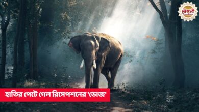 Elephant in marriage ceremony,elephant attack in malbazar,elephant in malbazar guesthouse,elephant in dooars,elephant attack today,elephant in dooars today,elephant eats food from marriage ceremony,forest department,malbazar forest department