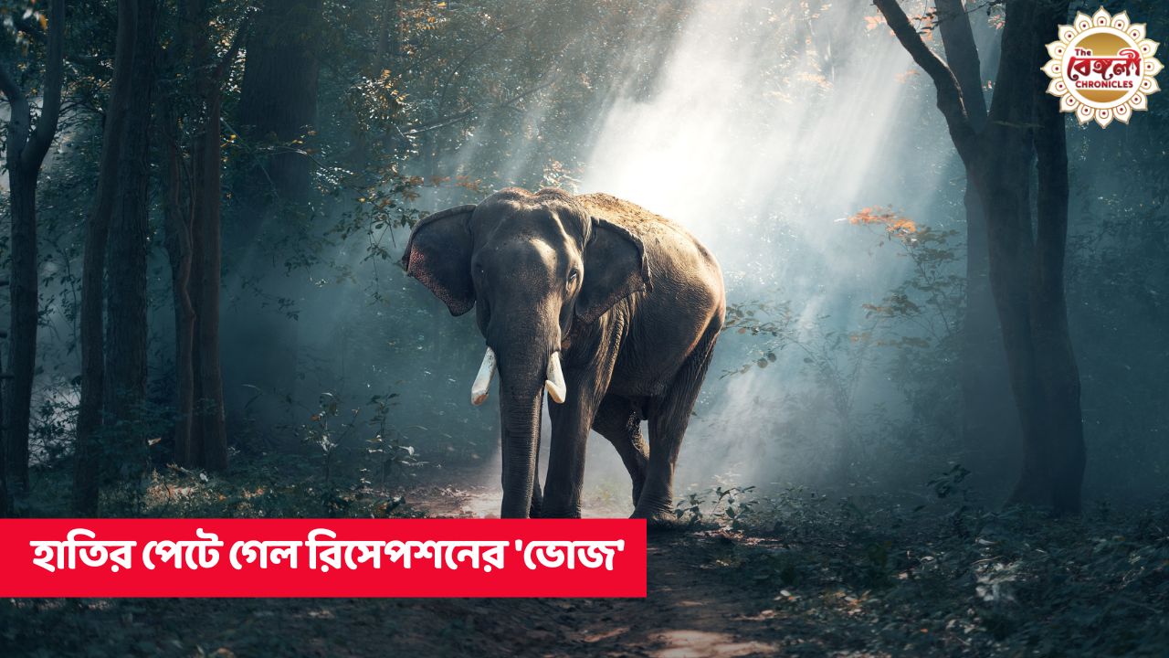 Elephant in marriage ceremony,elephant attack in malbazar,elephant in malbazar guesthouse,elephant in dooars,elephant attack today,elephant in dooars today,elephant eats food from marriage ceremony,forest department,malbazar forest department