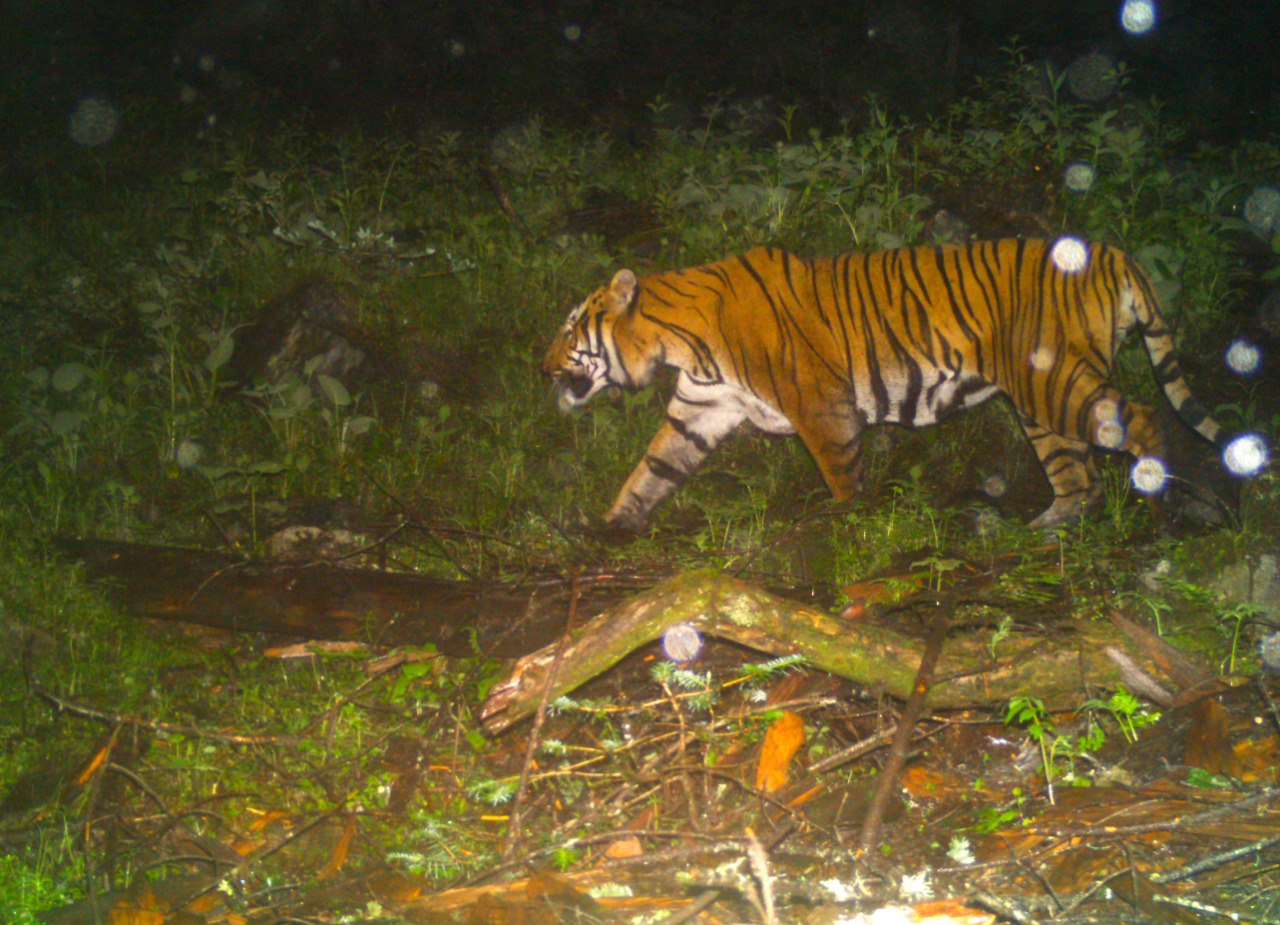 সিকিমের জাতীয় অরণ্যে রয়্যাল বেঙ্গল টাইগার,সিকিমে জাতীয় অরণ্য,পাংগাখোলা অভয়ারণ্য,বাঘের দেখা বরফ  ঢাকা পাহাড়ে,বাঘের দেখা মিলল পাহাড়ে. Royal Bengal Tiger in Sikkim,royal bengal tiger,sikkim forest,pangakhola national forest,bnhm scientist,Tiger,royal bengal tiger in hills,bhutan,tiger in bhutan,tiger picture,trap camera,tiger in trap camera,royal bengal tiger in bhutan,pangolokha,pangolokha wildlife,wildlife,wildlife news,wildlife news today,tiger in bhutan today,west bengal,sikkim
